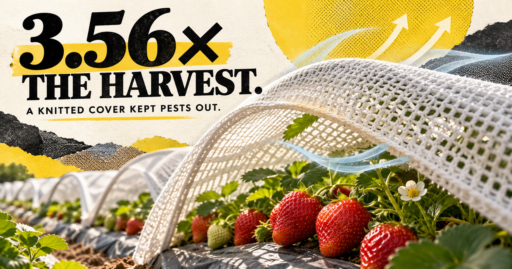 A KNITTED CROP COVER PRODUCED 3.56× THE HARVESTABLE STRAWBERRIES.